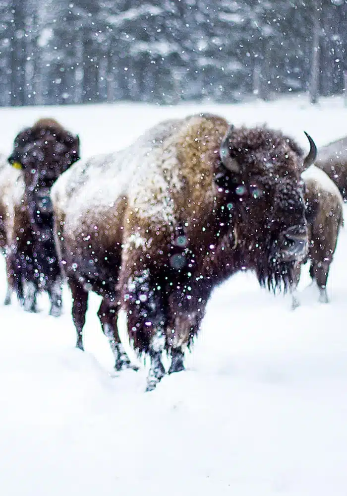 buffalo